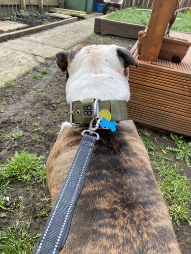 Customer photo review of 5cm Nylon Dog Collar - Khaki v2.0