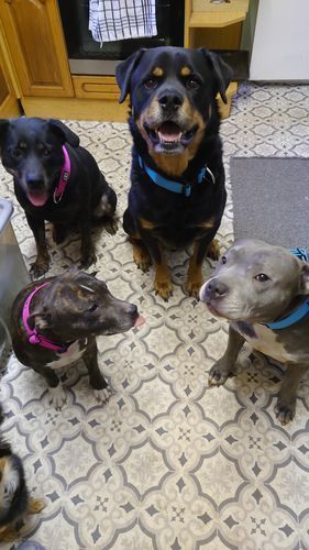 Customer photo review of 5cm Combat® Collar | Rated Clip - NO HANDLE - Light Blue v2.0