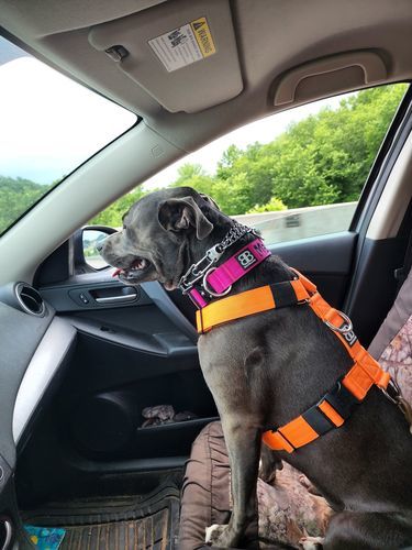 Customer photo review of 4cm Combat® Collar | Rated Clip - NO HANDLE - Magentas v2.0