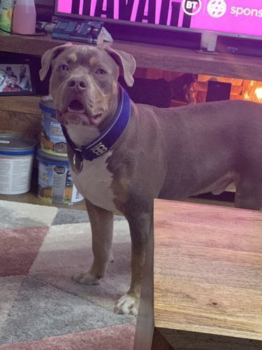 Customer photo review of 5cm RR Collar | Soft Padded & Reflective | Series 2 - Blue