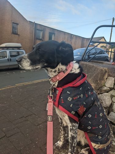 Customer photo review of 2.5cm Combat® Collar | With Handle & Rated Clip - Pink v2.0