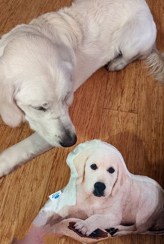 Customer photo review of Create A Custom Dog Pillow
