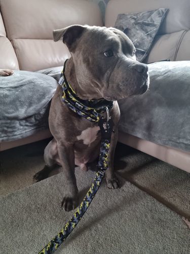 Customer photo review of 1.4m Swivel Combat Lead | Neoprene Lined, Secure Rated Clip with Soft Handle - CAMO Lightning