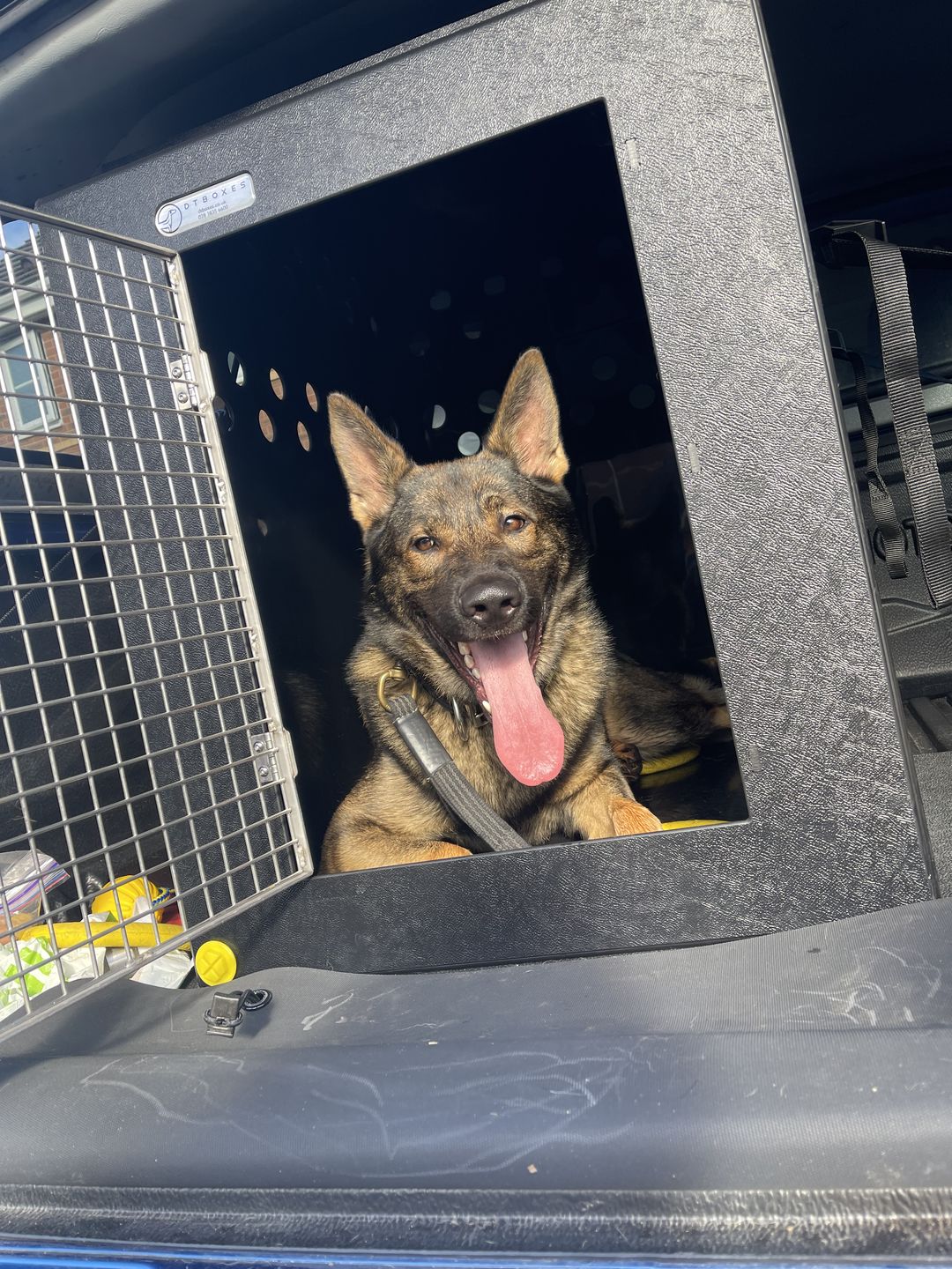 Customer photo review of DT Box Dog Car Travel Crate - The DT 600
