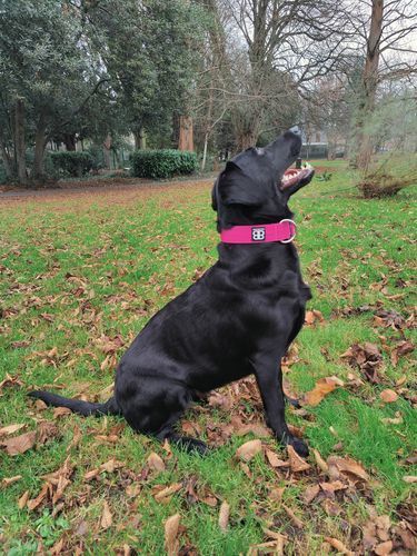 Customer photo review of 4cm Combat® Collar | Rated Clip - NO HANDLE - Magentas v2.0