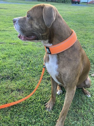 Customer photo review of 5cm RR Collar | Soft Padded & Reflective | Series 2 - Orange