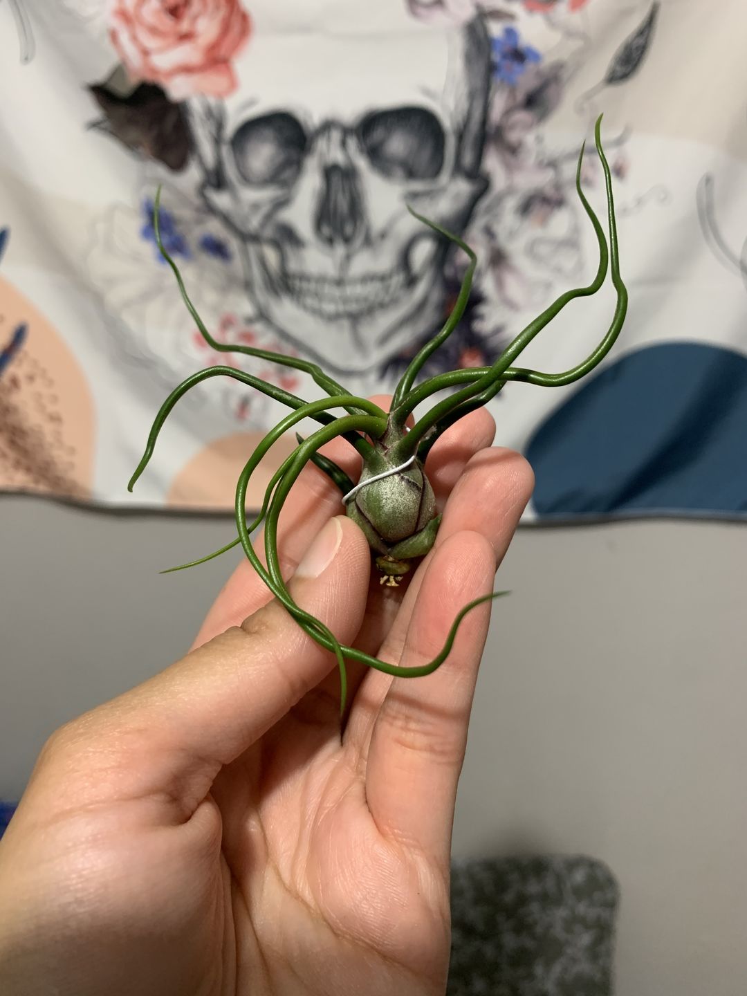 Customer photo review of Bulbosa
