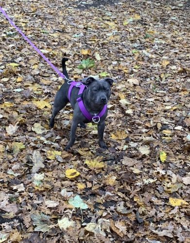 Customer photo review of Slip Lead | Anti-Pull & Anti-Choking Training Lead - Purple