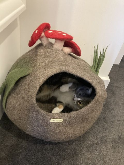 Customer photo review of Toadstool Cat Cave with Mouse Toy