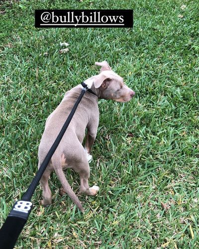Customer photo review of Slip Lead | Anti-Pull & Anti-Choking Training Lead - Black v2.0