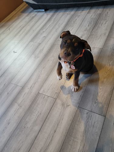 Customer photo review of 2.5cm Combat® Collar | With Handle & Rated Clip - Orange v2.0