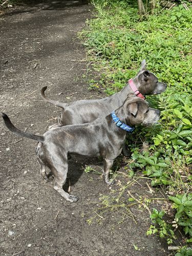 Customer photo review of 2.5cm Combat® Collar | With Handle & Rated Clip - Pink v2.0