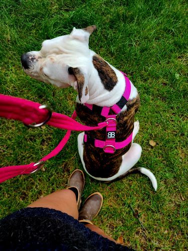 Customer photo review of Double Ended Training Lead | All Breeds - Durable & Soft 2m Lead - Magentas