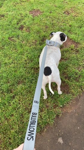 Customer photo review of Nylon Snap Hook Lead | Series 2 - Metal Grey