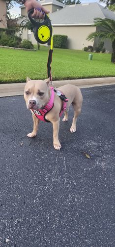 Customer photo review of Premium Comfort Harness | Non Restrictive & Adjustable - Magenta