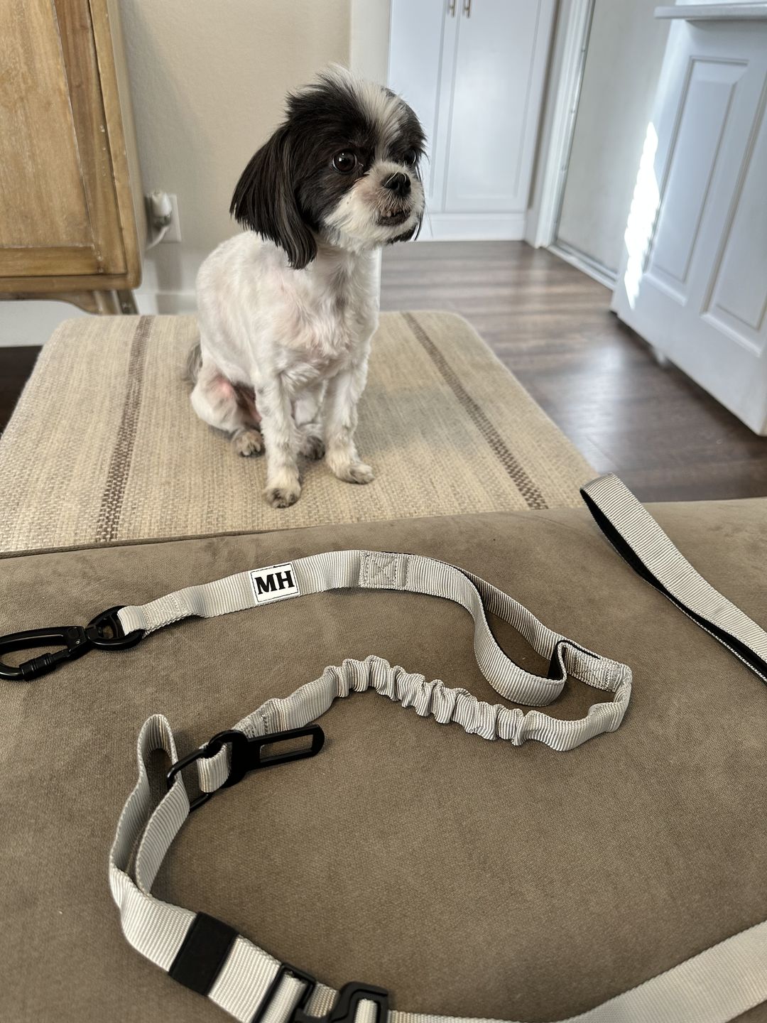 Customer photo review of Voyager Bungee Leash