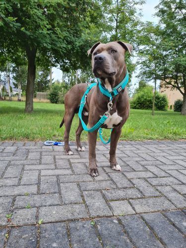 Customer photo review of 4cm RR Collar | Soft Padded & Reflective | Series 2 - Turquoise