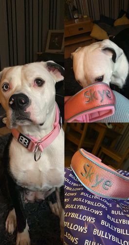 Customer photo review of 5cm RR Collar | Soft Padded & Reflective | Series 2 - Pink