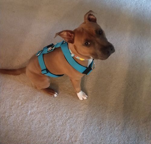 Customer photo review of TRI-Harness® | Anti-Pull, Adjustable & Durable - Dog Trainers Choice -  Light Blue v2.0