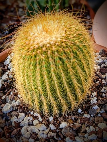 Customer photo review of Golden Ball Cactus | Parodia leninghausii