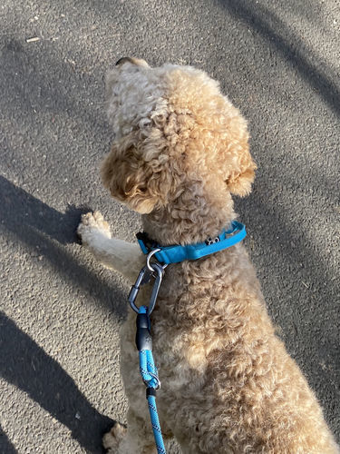 Customer photo review of 2.5cm Combat® Collar | With Handle & Rated Clip - Light Blue v2.0