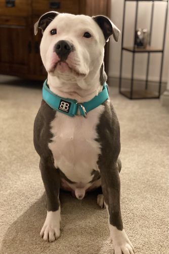 Customer photo review of 4cm RR Collar | Soft Padded & Reflective | Series 2 - Turquoise