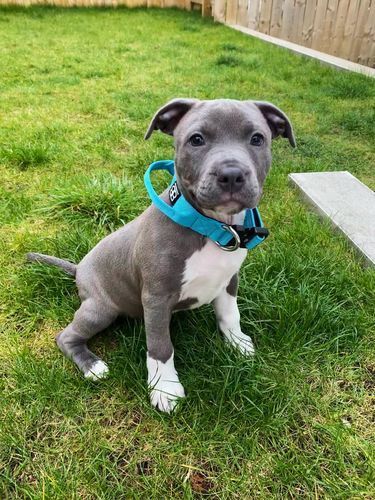 Customer photo review of 2.5cm Combat® Collar | With Handle & Rated Clip - Light Blue v2.0