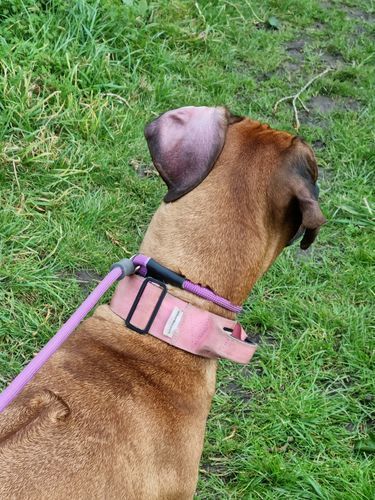 Customer photo review of Slip Lead | Anti-Pull & Anti-Choking Training Lead - Purple