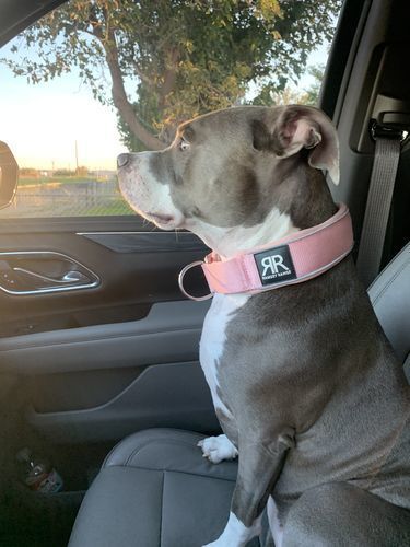 Customer photo review of 5cm RR Collar | Soft Padded & Reflective | Series 2 - Pink