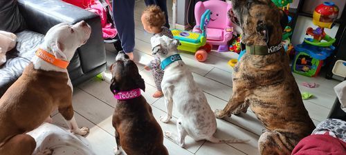 Customer photo review of 5cm Nylon Dog Collar - Khaki v2.0