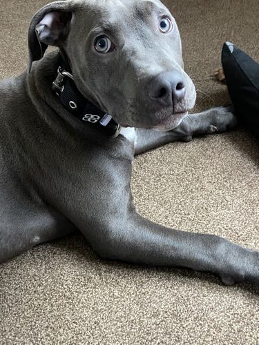 Customer photo review of 4cm Nylon Dog Collar - Black v2.0