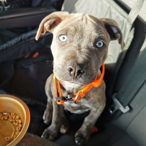 Customer photo review of 2.5cm Combat® Collar | With Handle & Rated Clip - Orange v2.0