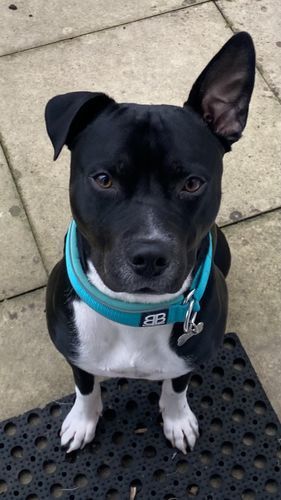 Customer photo review of 4cm RR Collar | Soft Padded & Reflective | Series 2 - Turquoise