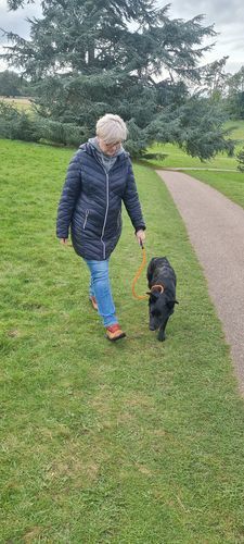 Customer photo review of Slip Lead | Anti-Pull & Anti-Choking Training Lead - Orange