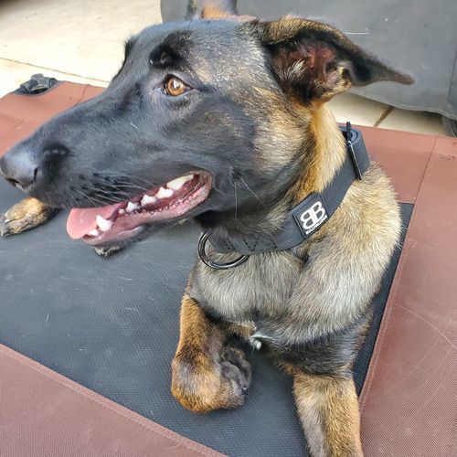 Customer photo review of 4cm Combat Billowthane® Collar | Waterproof & Anti-Rust - Black