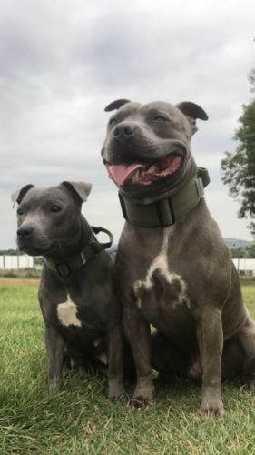 Customer photo review of 2.5cm Combat® Collar | With Handle & Rated Clip - Khaki v2.0