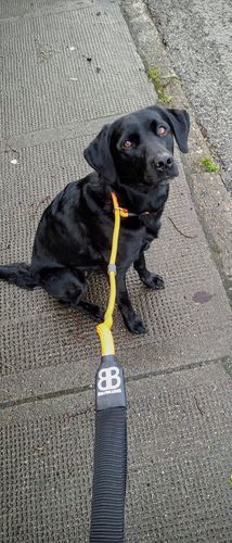 Customer photo review of Slip Lead | Anti-Pull & Anti-Choking Training Lead - Orange