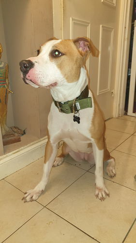 Customer photo review of 5cm Nylon Dog Collar - Khaki v2.0