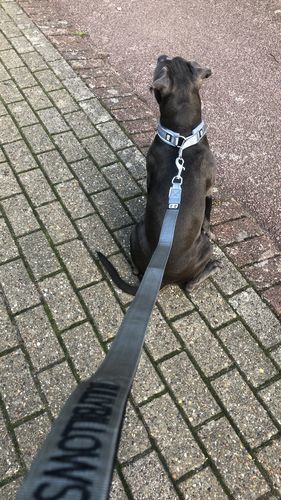Customer photo review of Nylon Snap Hook Lead | Series 2 - Metal Grey