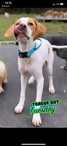 Customer photo review of 2.5cm Combat® Collar | With Handle & Rated Clip - Light Blue v2.0