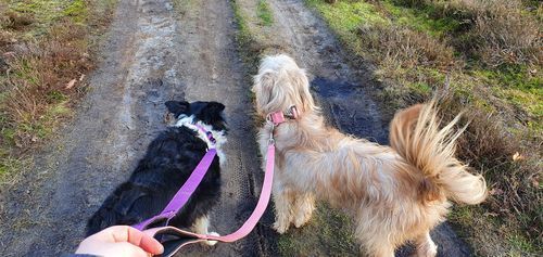 Customer photo review of 4cm Combat® Collar | Rated Clip - NO HANDLE - Pink v2.0