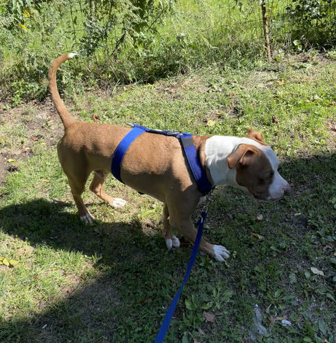 Customer photo review of TRI-Harness® | Anti-Pull, Adjustable & Durable - Dog Trainers Choice -  Blue v2.0