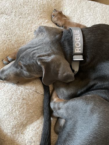 Customer photo review of 2.5cm Combat® Collar | With Handle & Rated Clip - Metal Grey v2.0