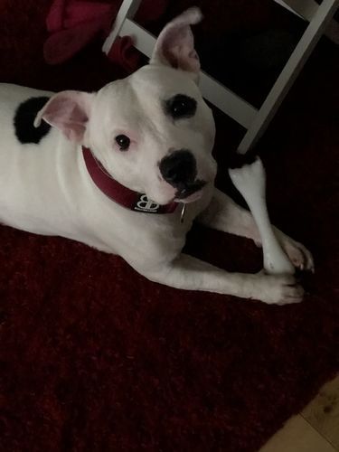 Customer photo review of 5cm RR Collar | Soft Padded & Reflective | Series 2 - Burgundy