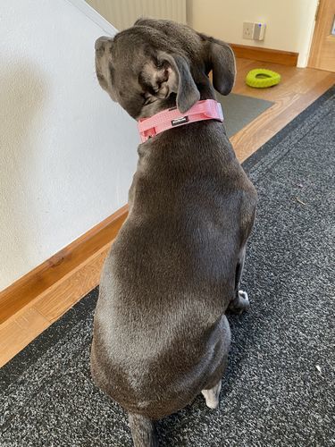 Customer photo review of 2.5cm Combat® Collar | With Handle & Rated Clip - Pink v2.0