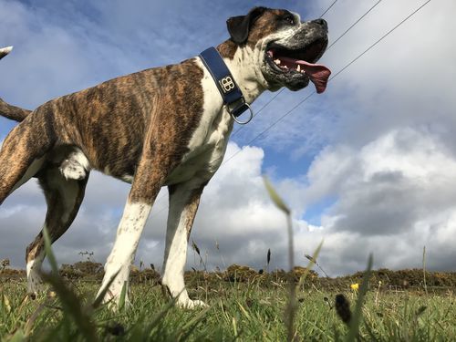 Customer photo review of 5cm RR Collar | Soft Padded & Reflective | Series 2 - Turquoise