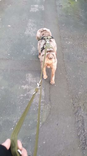 Customer photo review of Double Ended Training Lead | All Breeds - Durable & Soft 2m Lead - Military Tan