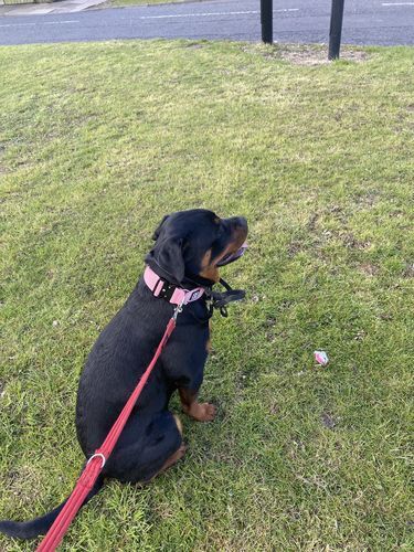 Customer photo review of 5cm Combat® Collar | Rated Clip - NO HANDLE - Pink v2.0