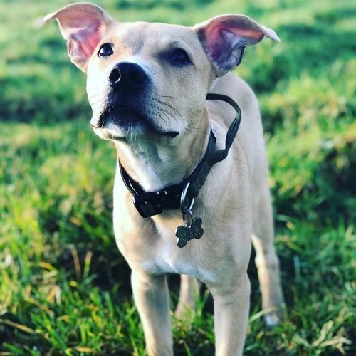 Customer photo review of 2.5cm Combat® Collar | With Handle & Rated Clip - Khaki v2.0