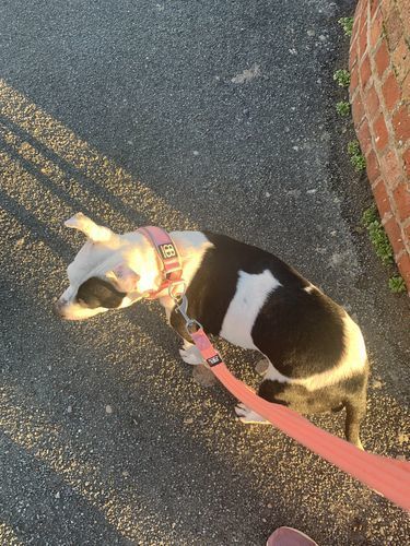 Customer photo review of 4cm Slip on Collar | Soft Padded & Reflective - Pink v2.0